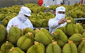 Xuất khẩu rau quả trước bài toán giữ vững thị phần tại Trung Quốc