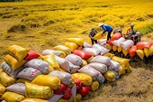 Năm 2026 dự kiến có khoảng 7,73 triệu tấn gạo hàng hóa phục vụ cho xuất khẩu
