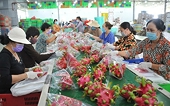 Xuất khẩu rau quả cận Tết tăng vọt