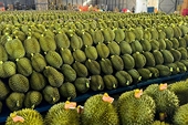 Áp mã vùng trồng, liên kết xuất khẩu - hướng đi đúng cho ngành sầu riêng