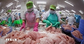 EU áp dụng hệ thống số hóa chứng nhận thủy sản nhập khẩu