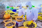 Doanh nghiệp thủy sản xuất khẩu đối mặt hàng loạt rào cản