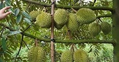 Sầu riêng Việt Nam thắng lớn tại Trung Quốc