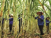 Ngành mía đường đối mặt giai đoạn khẩn cấp
