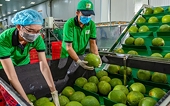 Xuất khẩu rau quả sang EU tăng gấp 3 lần sau 5 năm