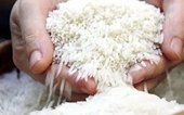 Gạo Việt tìm lợi thế ở phân khúc cao cấp