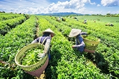 Ngành chè với bài toán nâng cao giá trị gia tăng