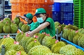 Xuất khẩu rau quả bứt tốc đầu năm, hướng tới mốc 10 tỷ USD