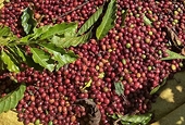 Xuất khẩu cà phê khởi sắc, vượt 1,5 tỷ USD