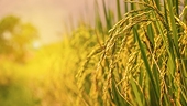 Gạo Việt trước “bài kiểm tra” thị trường