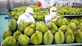 Xuất khẩu sầu riêng vào nhiều thị trường tăng mạnh trong tháng đầu năm 2026