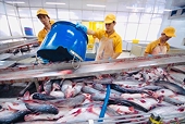 Nguồn cung cá thịt trắng giảm, cá tra rộng đường xuất ngoại