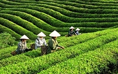 Xuất khẩu chè tăng cả về lượng và trị giá