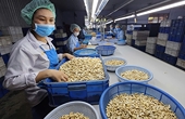 Ngành điều đặt mục tiêu xuất khẩu 5 tỷ USD năm 2026, thận trọng trước biến động thị trường