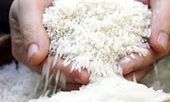 9 giống gạo thơm được phép xuất khẩu sang EU
