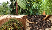 Xuất khẩu hạt tiêu của Việt Nam sang thị trường Thái Lan tăng đột biến