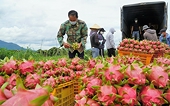 Thanh long xuất khẩu sang EU: Kiểm soát 30%, không phải 50% như đồn đoán