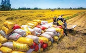 Gạo xuất khẩu gặp khó, chính sách mới tạo đà bứt phá
