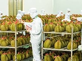 Xuất khẩu nông sản sang Trung Quốc đối mặt quy định mới