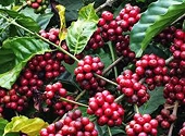 Làm gì để nâng giá trị xuất khẩu cho cà phê Việt?