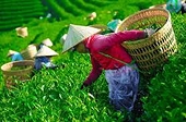 Xuất khẩu chè Việt Nam vào thị trường Mỹ và Trung Đông có xu hướng tăng mạnh về giá trị