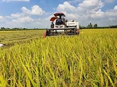 Bộ Nông nghiệp Phi-líp-pin khởi xướng điều tra sơ bộ tự vệ toàn cầu đối với sản phẩm gạo