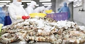 Khơi thông thủ tục chứng nhận cho tôm nguyên liệu xuất khẩu