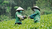 Xuất khẩu chè quý I/2026 giảm cả về lượng lẫn giá trị