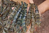 Ngành tôm: Chi phí tăng, giá giảm khiến sức cạnh tranh bị bào mòn