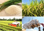 Nhu cầu tăng, xuất khẩu gạo vẫn nhiều rủi ro