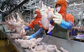 Mở cửa thị trường thịt gà, tăng chuẩn xuất khẩu sang Hàn Quốc