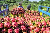 Siết chuẩn toàn cầu gia tăng, xuất khẩu Việt Nam đối mặt áp lực nâng cấp toàn diện