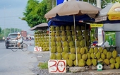 Sầu riêng xuất khẩu lại bị ách tắc kiểm nghiệm, Bộ Nông nghiệp và Môi trường chỉ đạo nóng