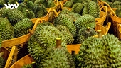 Loạt lô sầu riêng đang đối mặt nguy cơ chậm thông quan do ùn ứ kiểm nghiệm