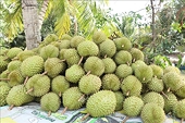 Siết chất lượng từ vùng trồng để giữ thị trường cho nông sản xuất khẩu