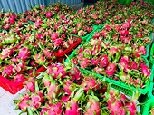 Giữ “tấm vé” vào thị trường EU cho thanh long Việt