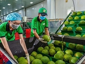 Công bố Nghị định thư về kiểm dịch bưởi, chanh xuất khẩu sang Trung Quốc