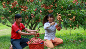 Bộ Công Thương vào cuộc hỗ trợ tiêu thụ, xuất khẩu quả vải