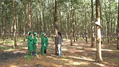 Nông sản Việt cần “lá chắn dữ liệu” để vượt hàng rào EUDR