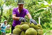 Rau quả Việt sẵn sàng truy xuất nguồn gốc