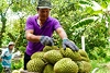Rau quả Việt sẵn sàng truy xuất nguồn gốc
