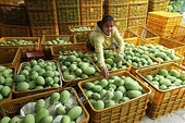 Từng bước đưa trái xoài thành ngành hành xuất khẩu chủ lực