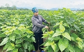 Điều kiện áp dụng ưu đãi và miễn thuế nhập khẩu đối với giống cây trồng