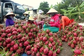 18 nhóm hàng doanh nghiệp xuất khẩu thực phẩm sang Trung Quốc cần lưu ý