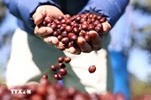 Xuất khẩu nông sản đối diện thách thức thiên tai