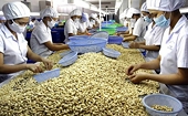 Ngành điều đối mặt nhiều thách thức, mục tiêu xuất khẩu năm 2026 được điều chỉnh giảm