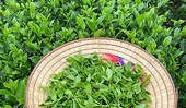 Ngành chè dịch chuyển thị trường xuất khẩu, tập trung giải bài toán chế biến sâu
