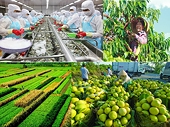 Điểm sáng xuất siêu nông sản nhờ chuyển dịch chất lượng