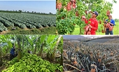Minh bạch vùng trồng: Chìa khóa nâng sức cạnh tranh nông sản xuất khẩu