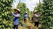 Xuất khẩu hồ tiêu duy trì đà tăng giữa áp lực nguồn cung